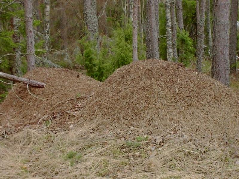 Foto: Mraveni�t�-Mraveni�t�