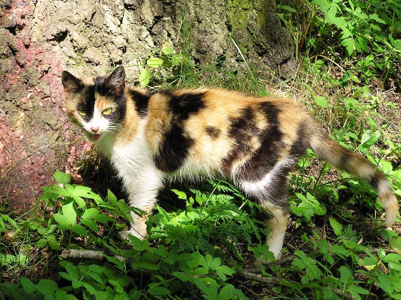 Foto: �ubov�a - k�pele (SK)-...�e by tygr?