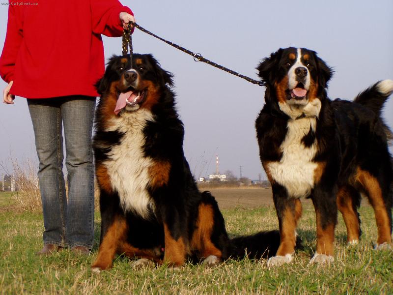 Foto: Achil a Elisa-Nejlep�� kamar�di