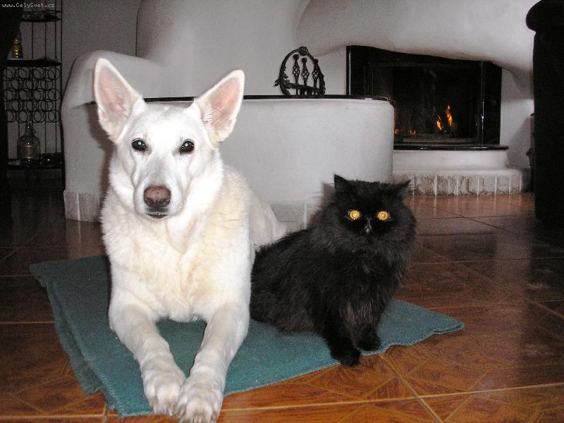 Foto: v�dycky jsme v�ak nebyli p��tel�-b�l� ov��k Expandia a persk� kocour Cappuccino
