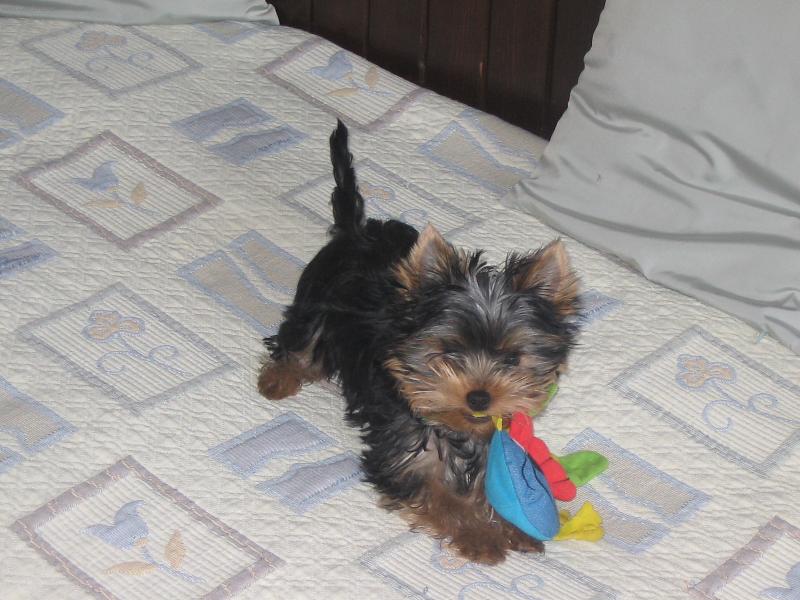 Foto: Rocky si hraje-Rockymu jsou 4 m�s�ce