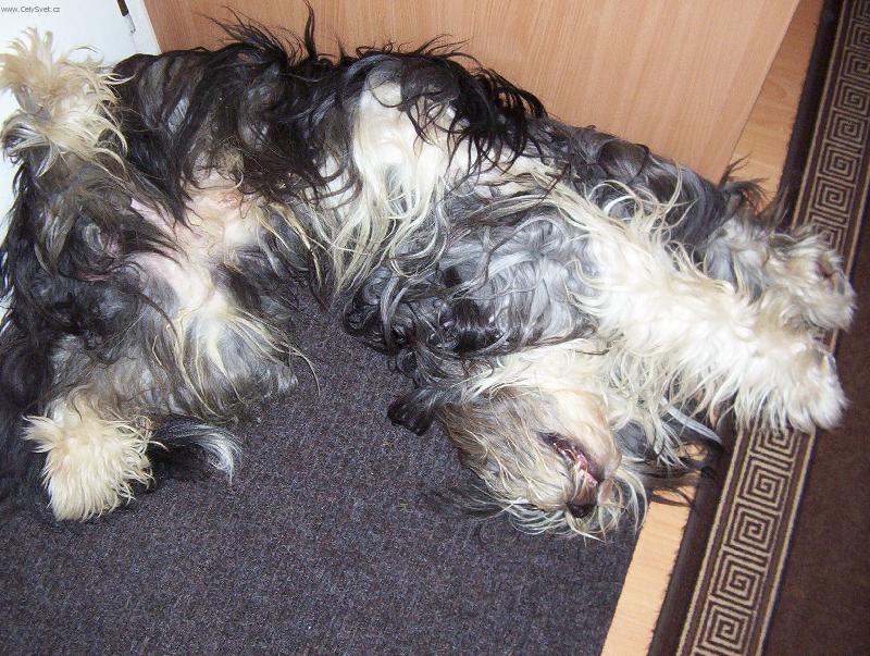 Foto: Moje span�-Takhle spink�m a je�t� u toho chr�pu :o)