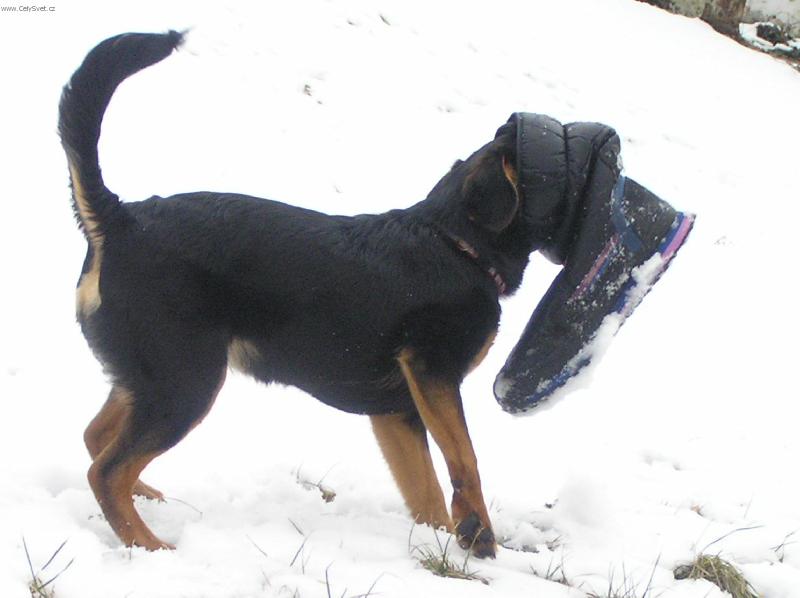 Foto: P�lro�n� k��enec-Rovnou za botou ...