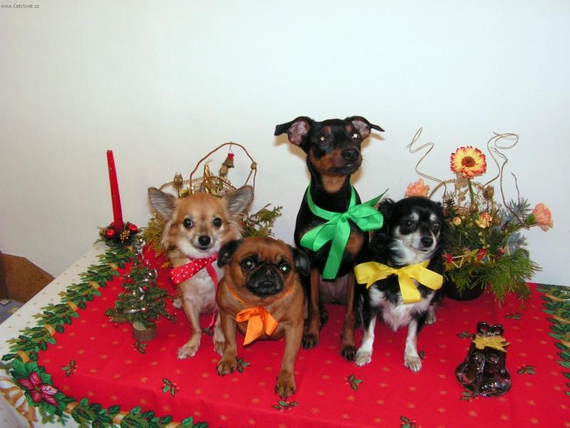 Foto: V�no�n� pohlednice-Ti jsou vzorn� co??