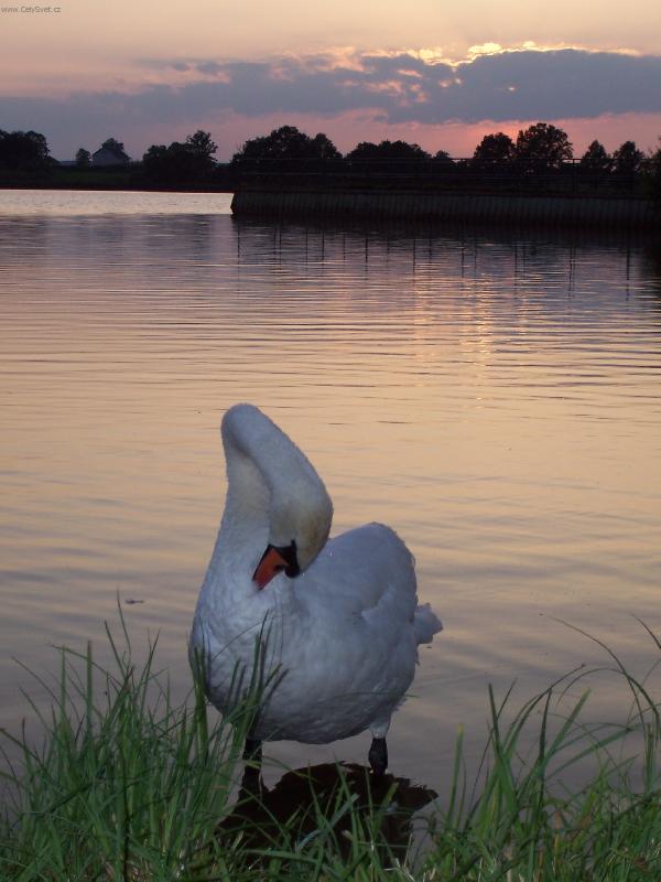 Foto: Ve�ern� hygiena