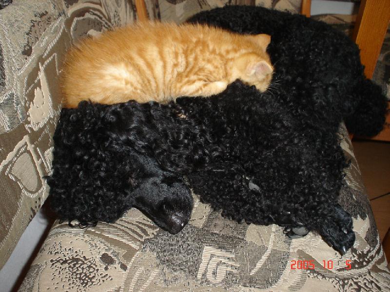 Foto: Odpoledn� siesta