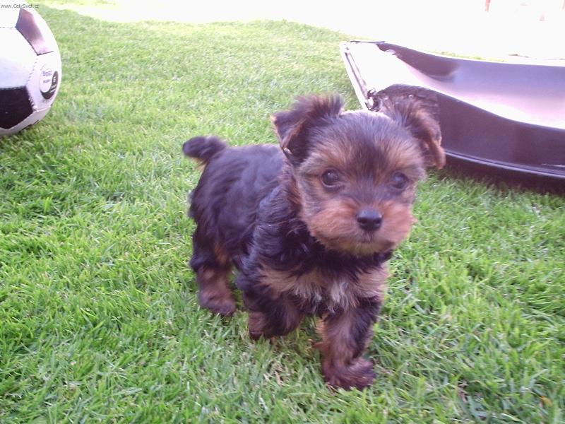 Foto: Jerrynek-je�t� jako miminko