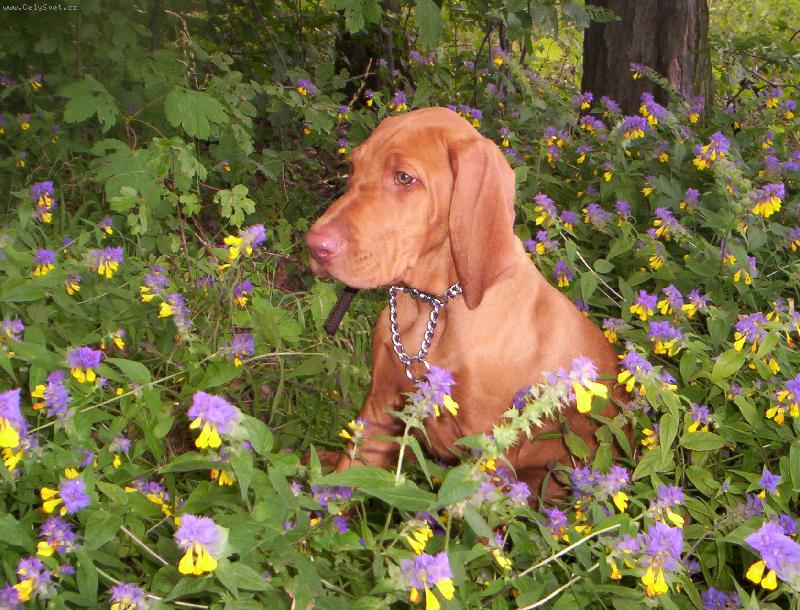 Foto: Merlin-Merlinek ;)