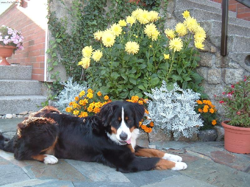 Foto: Bernsk� sala�nick� pes