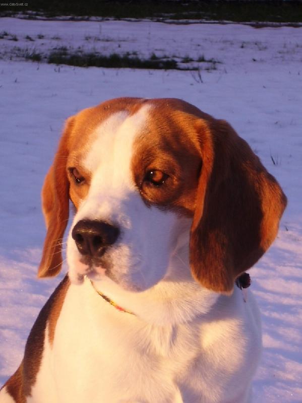 Foto: Beagle Buddy-B��a ve sn�hu