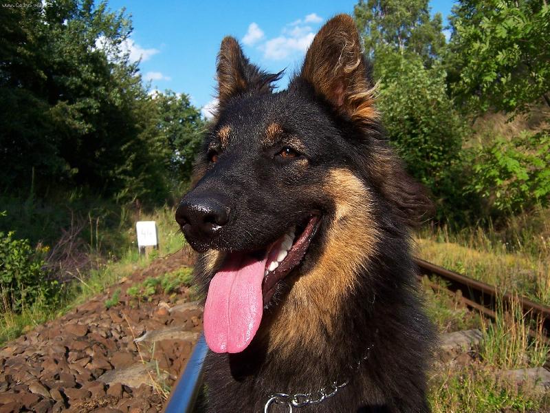 Foto: Cirda-bacha na vlak