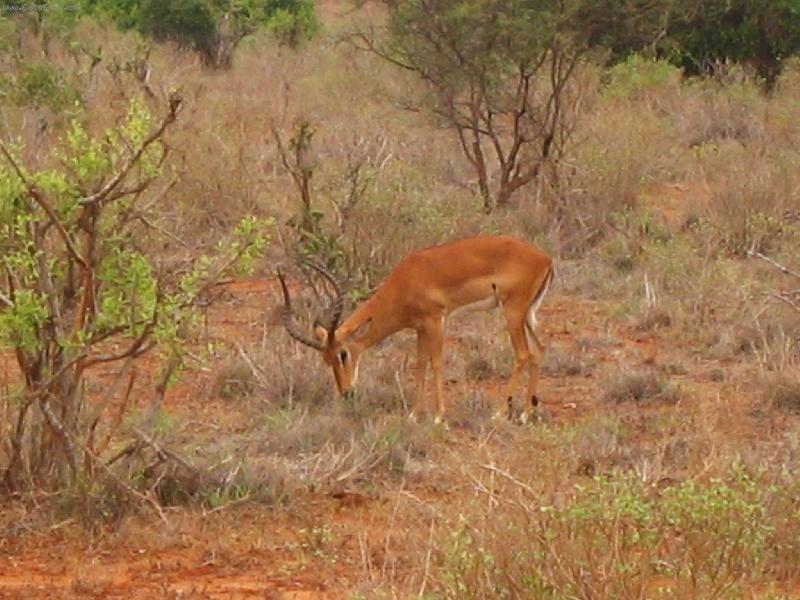 Foto: antilopa-n�rodn� park Tsavo