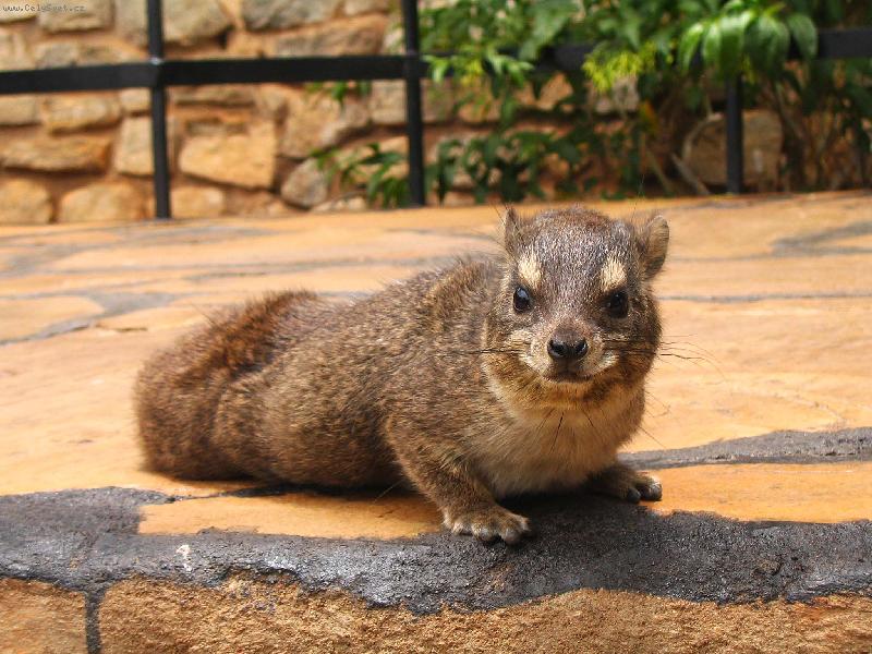 Foto: daman kapsk�-n�rodn� park Tsavo