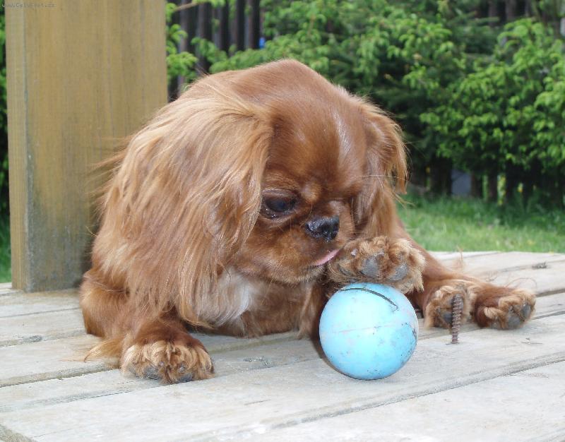 Foto: Aphrodite de la Bacska