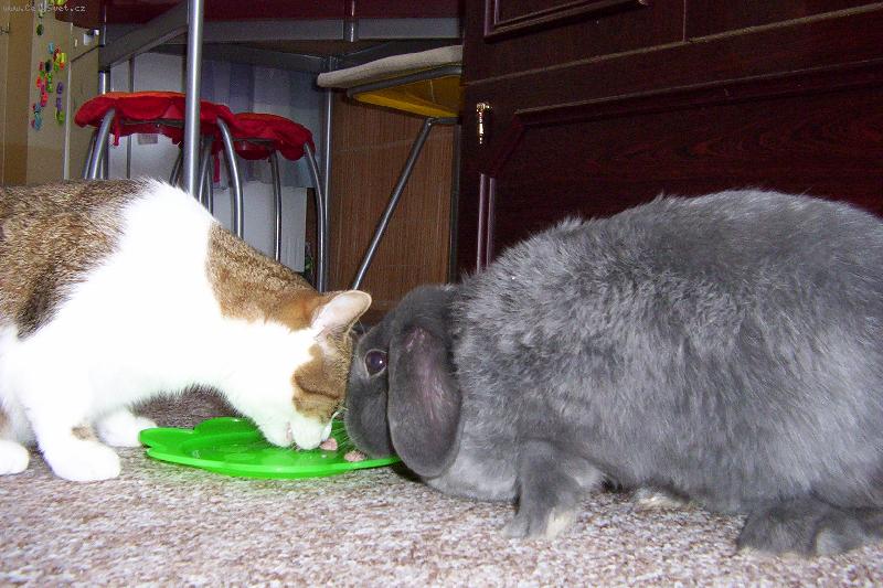 Foto: spole�n� pap�n�