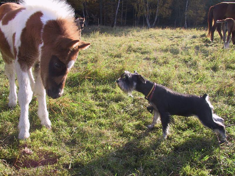 Foto: Beru�ka a ponny-Kdo se boj� v�c?