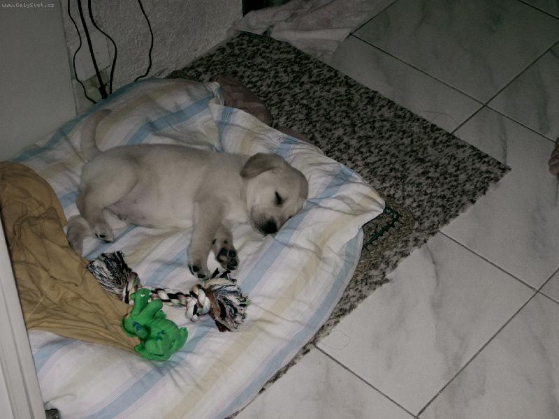 Foto: M�j malink� Falco-Nebudit spink�m!!!!!