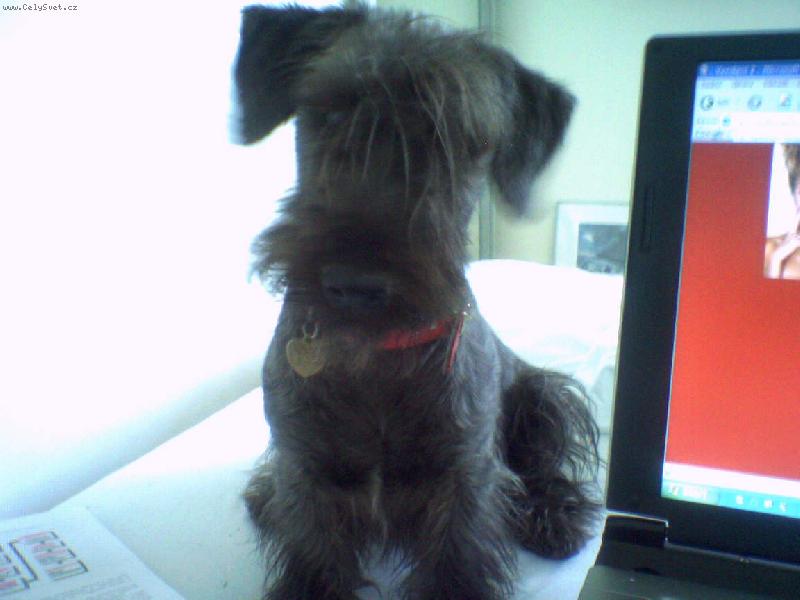 Foto: co to-koukam koukam div si o�i nevykouk�m:o))