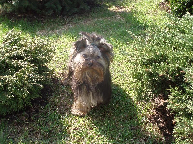 Foto: Baru�ka-na zahrad�