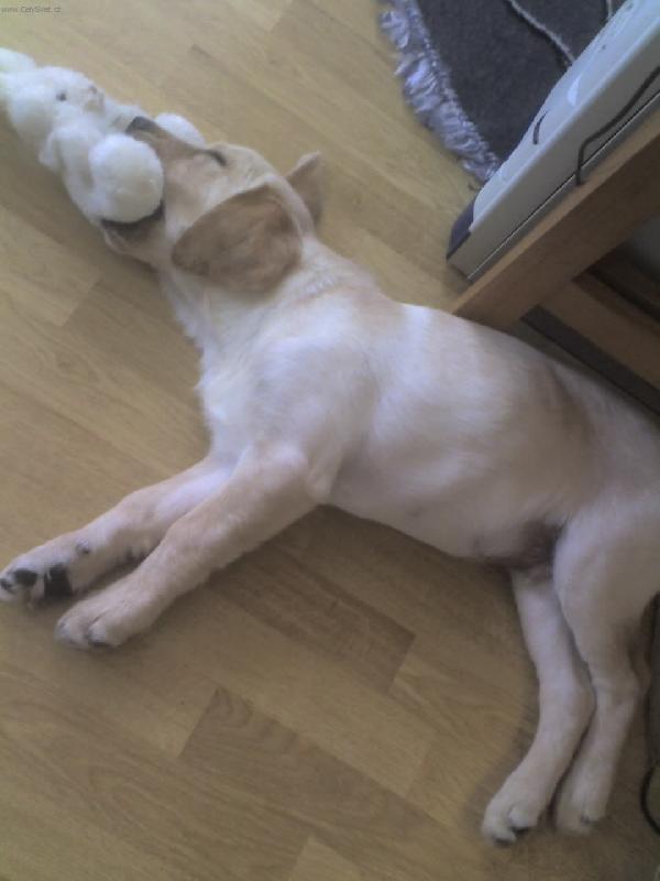 Foto: tak hezky jsem si hral az jsem usnul...