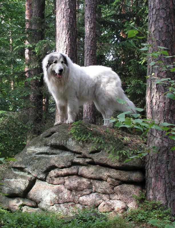 Foto: jsem p�ece horsk� pes...-jsem p�ece horsk� pes...