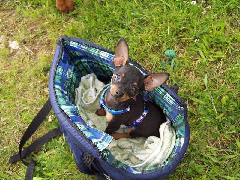 Foto: Jmenuji se Amigo-No nejsem k se�r�n�???