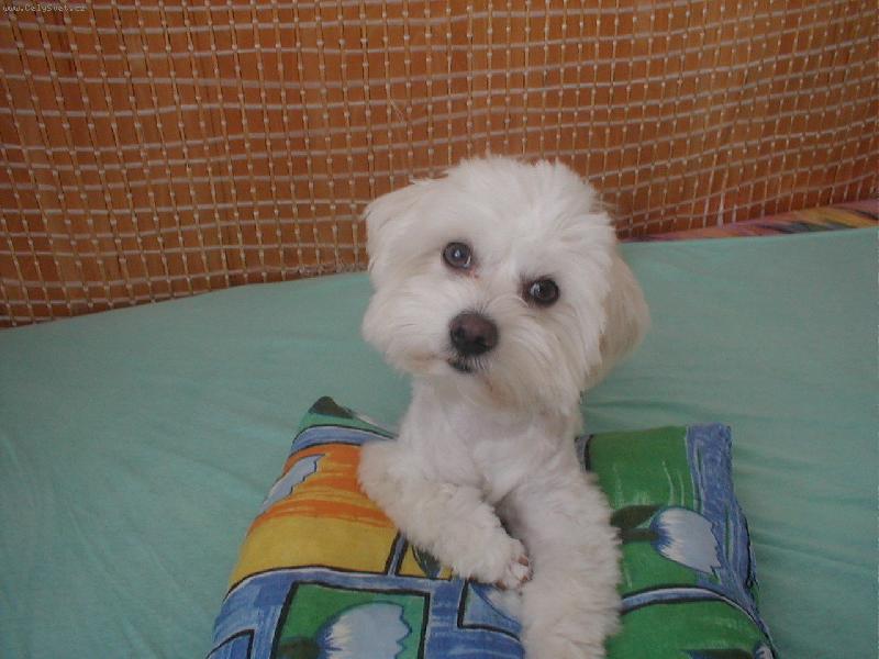 Foto: Max�k-jojo na j�dlo sly��m ...