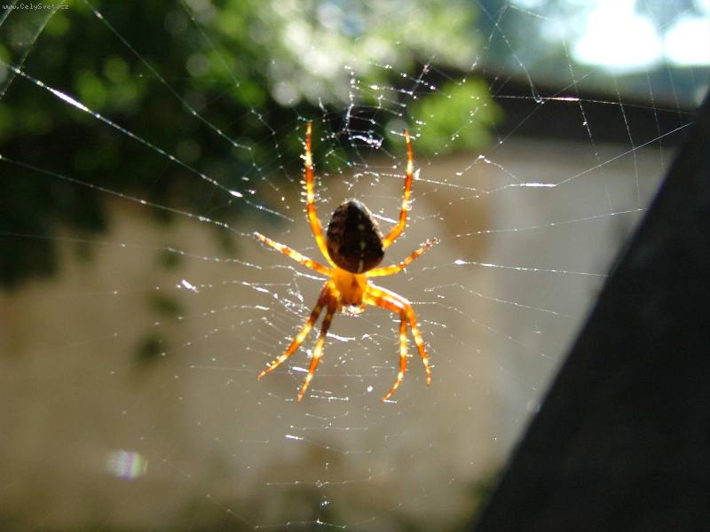 Foto: Lehkost byt�