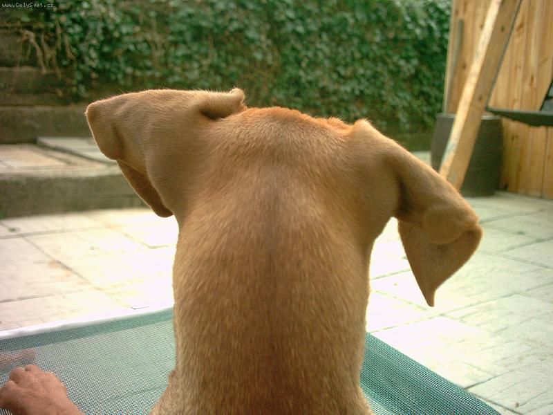 Foto: Pin� m� za u�ima