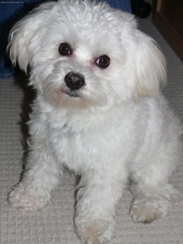 Foto: J� ty ba�kory nerozkousal...