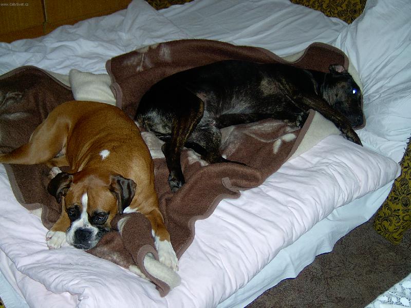 Foto: Am�lka a Maxik-Am�lka z Max�kem ulehli ke sp�nku