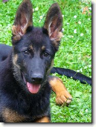 �t�ndo N�meck�ho ov��ka