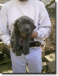 Vis�c� miminko BANDOGA