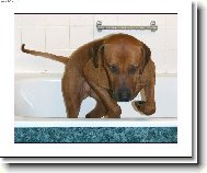 rhod�sk� ridgeback