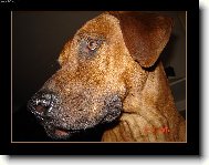 rhodesk� ridgeback