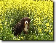 Bernsk� sala�nick� pes