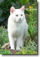 Britsk� kr�tkosrst� ko�ka