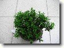 Buxus harlandii, buxus microphylla sinica, Zimostr�z