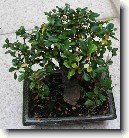 Buxus harlandii, buxus microphylla sinica, Zimostr�z