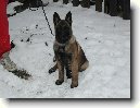 Belgick� ov��k - Malinois