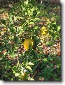 Satsuma, mandarinka un�iu