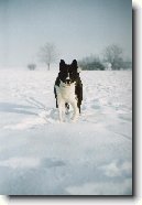 Karelsk� medv�d� pes