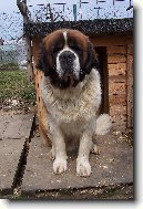 Svatobernarsk� pes