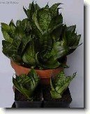 Tch�nin jazyk, tenura