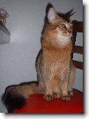 Som�lsk� ko�ka