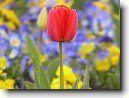 Tulip�n