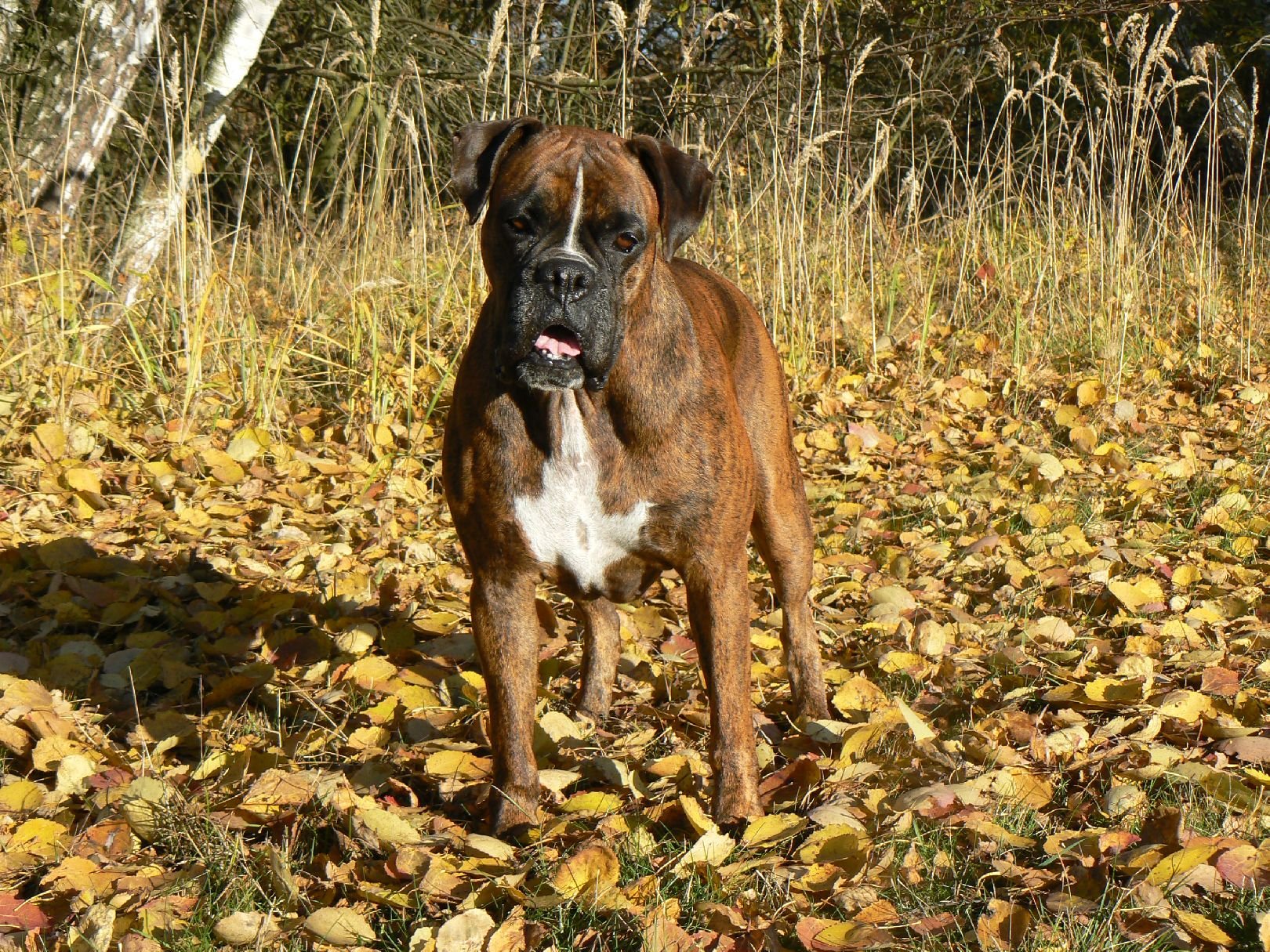 Foto: Blondy v podzimn�m slunci